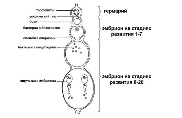 Живородящая тля - новости экологии на ECOportal