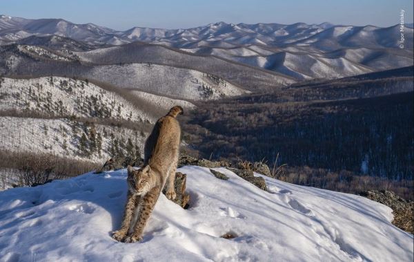 Стали известны победители конкурса «Европейский фотограф дикой природы 2024 года» - новости экологии на ECOportal