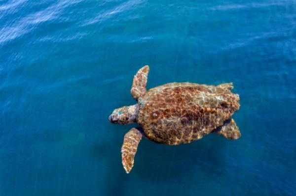 Морских черепах Caretta caretta удалось спасти от вымирания — новости экологии на ECOportal